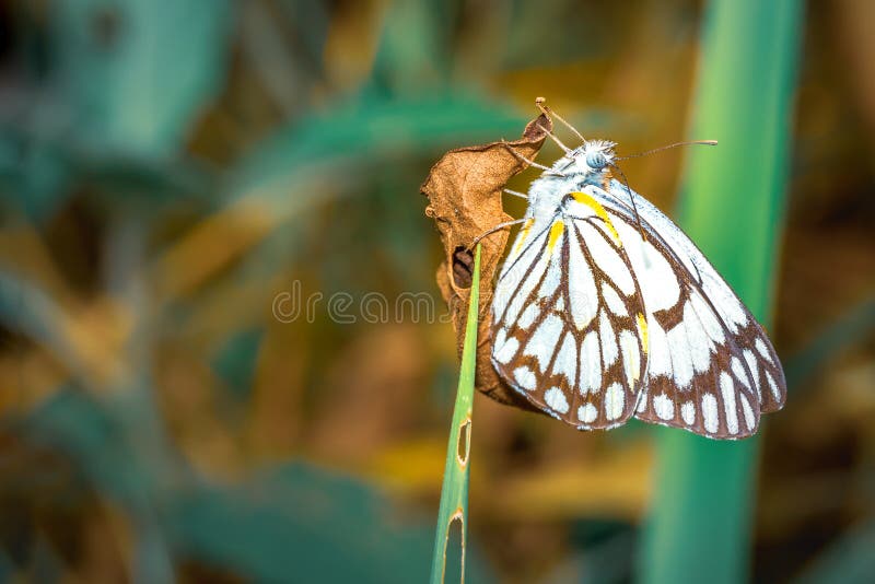 Brown-veined white butterfly Belenois aurota sitting resting on wild flowers, Ishasha, Uganda