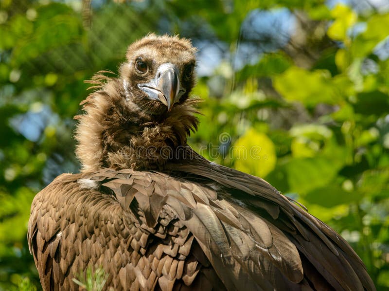 Vulture Back stock image. Image of attack, scavenger - 14354675