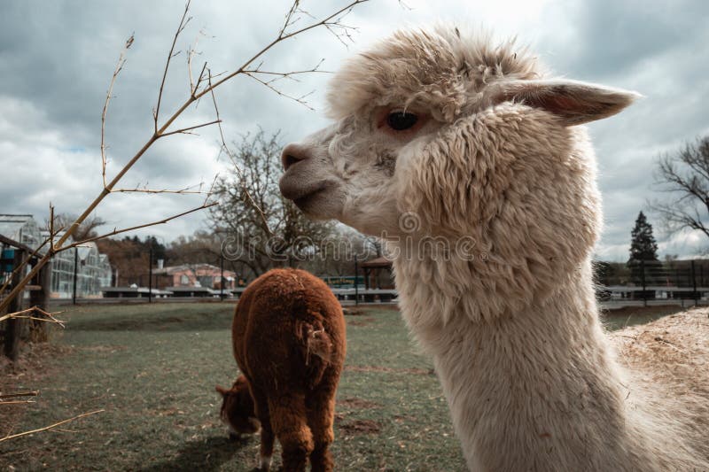Brown and White Baby Alpaca Stock Photo Image of mammal, group 274168286