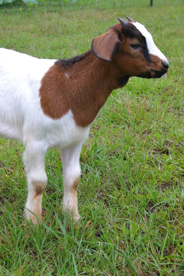 Brown and White Baby Goat stock image. Image of spots - 2703681