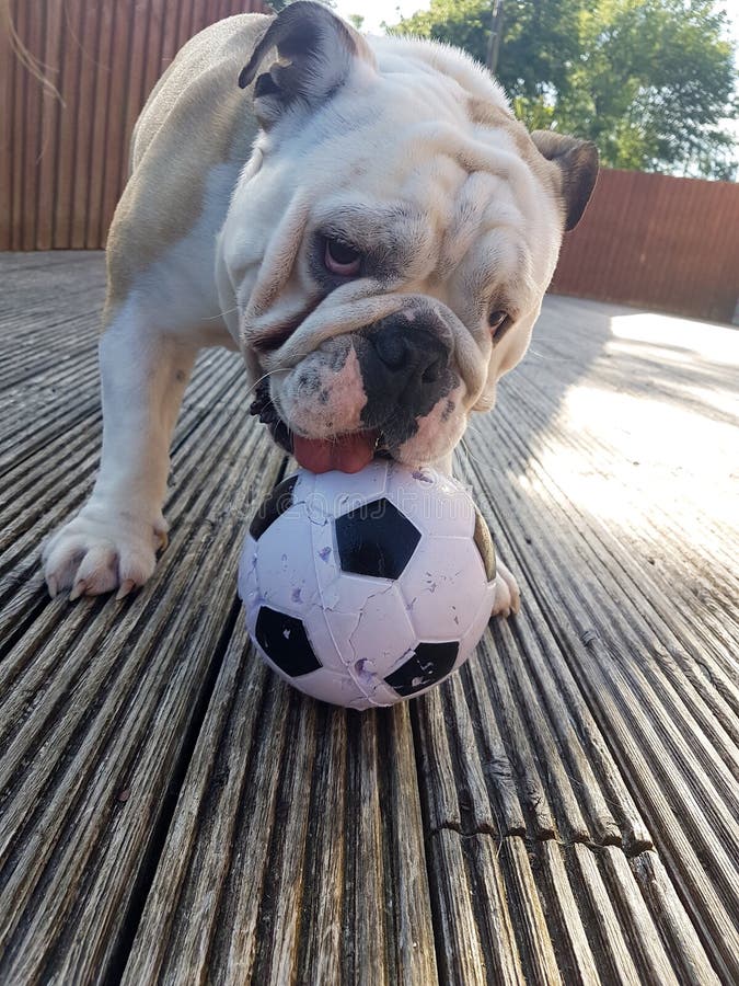 British Bulldog Chewing On A Football Stock Image Image