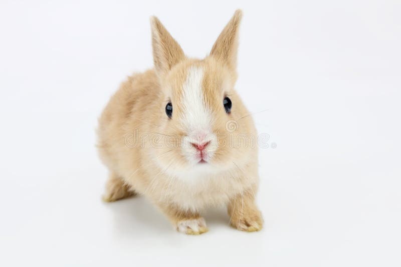 Brown-white bunny, isolated on