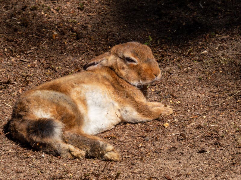 Brown and White Coloured Rabbit Lying on the Ground and Sunbathing in ...