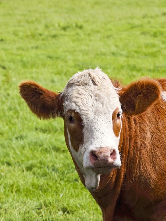 Brown and white cow