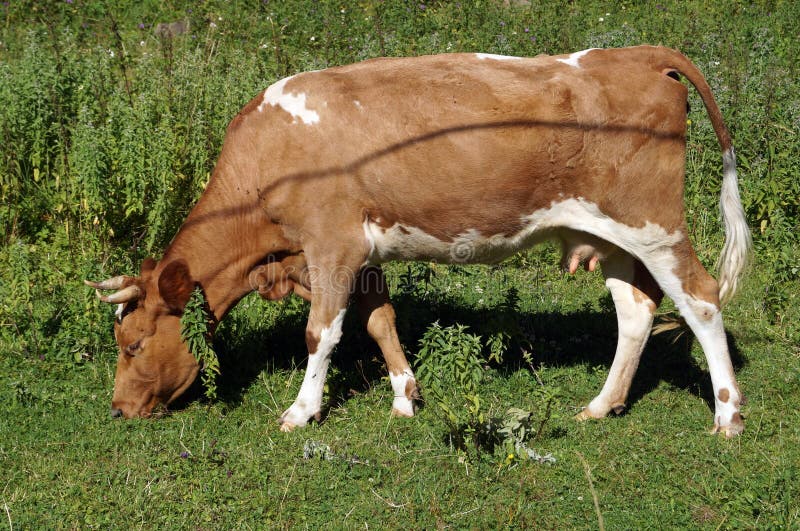 Brown White Cow with Horns Grazing in the Meadow Stock Photo - Image of ...