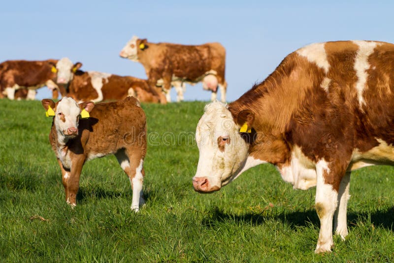 Dairy cows in pasture stock image. Image of hills, farm - 25927269