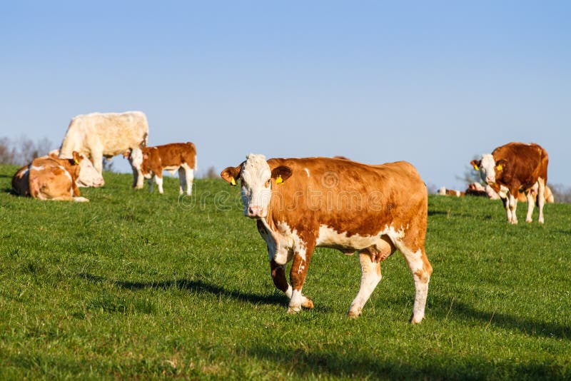 Brown and White Dairy Cows, Calwes and Bulls Stock Photo - Image of ...