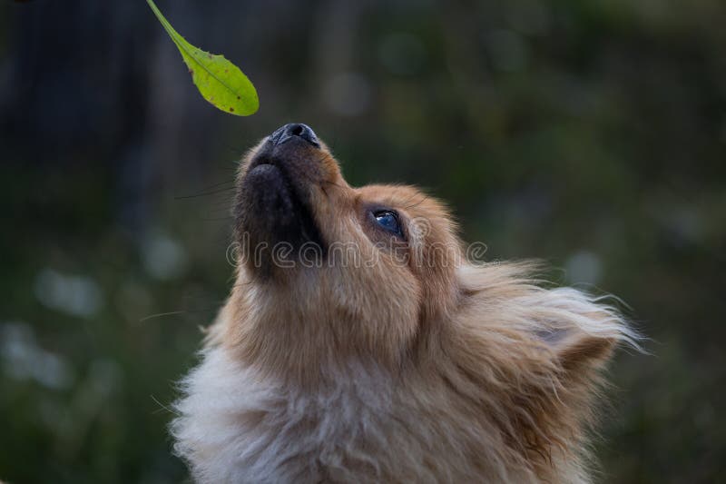 Brown and white dog looking at the camera stock photography Brown and white dog looking at the camera stock photography