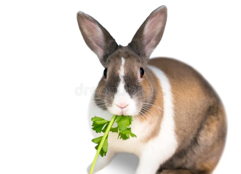 Dutch Rabbit stock photo. Image of nature, england, rabbit 10509070