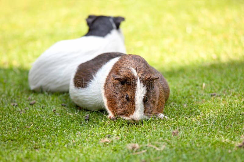 Brown and White Guinea Pig Eat Green Grass Stock Image Image of green