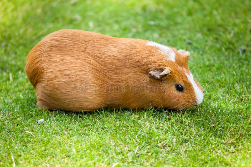 Brown and White Guinea Pig Eating Grass Stock Photo Image of cavy