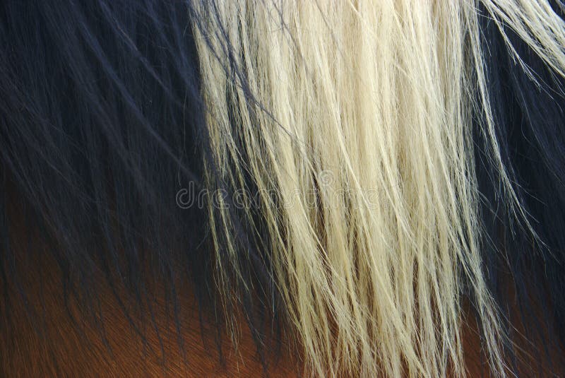 Brown and white horse coat and black and white mane close up. Brown and white horse coat and black and white mane close up