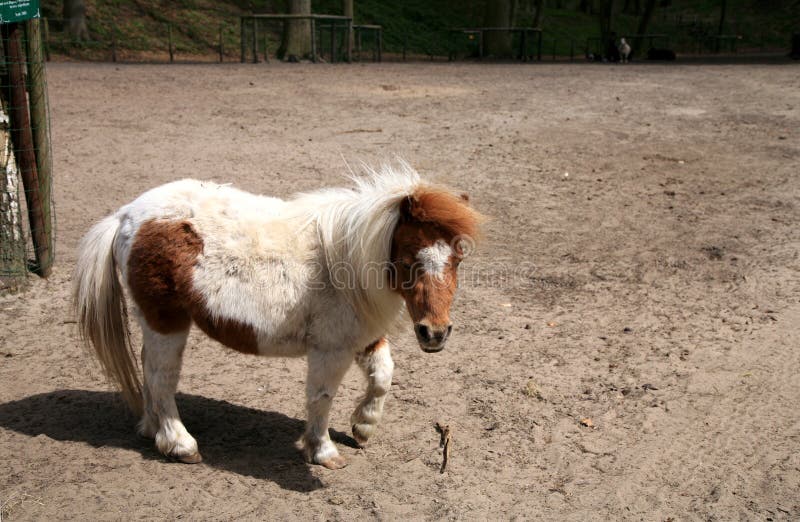 Brown-white horse ( pony ) royalty free stock images