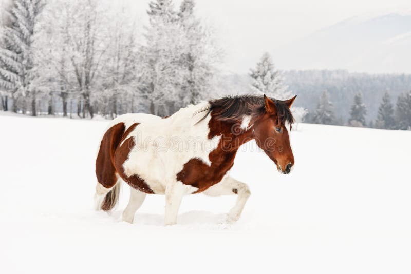 Hnědý a bílý kůň, plemeno slovenský teplokrevník, chůze po sněhu, rozmazané stromy a hory v pozadí