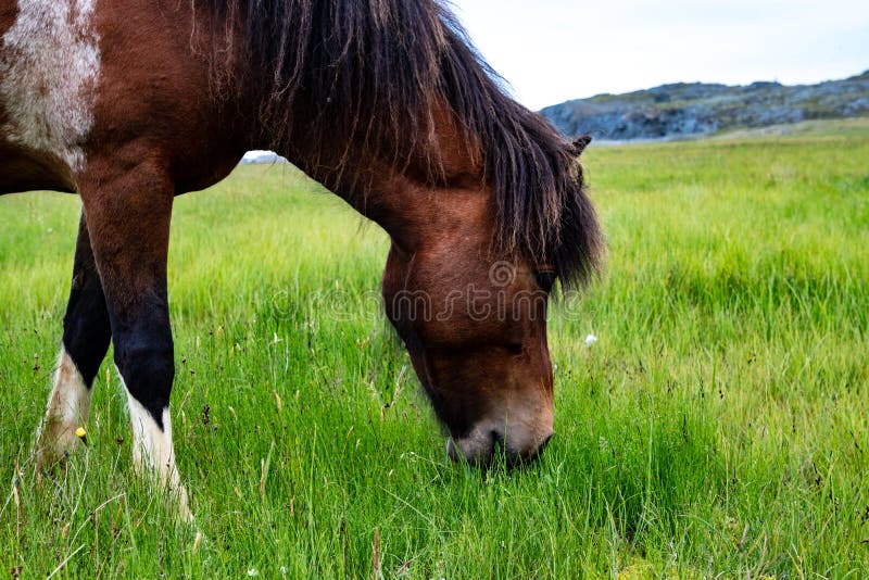 A Brown And White Horse Grazing royalty free stock photo A Brown And White Horse Grazing royalty free stock photo