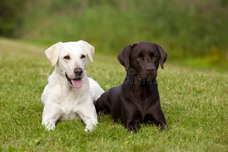 Labrador Retriever White