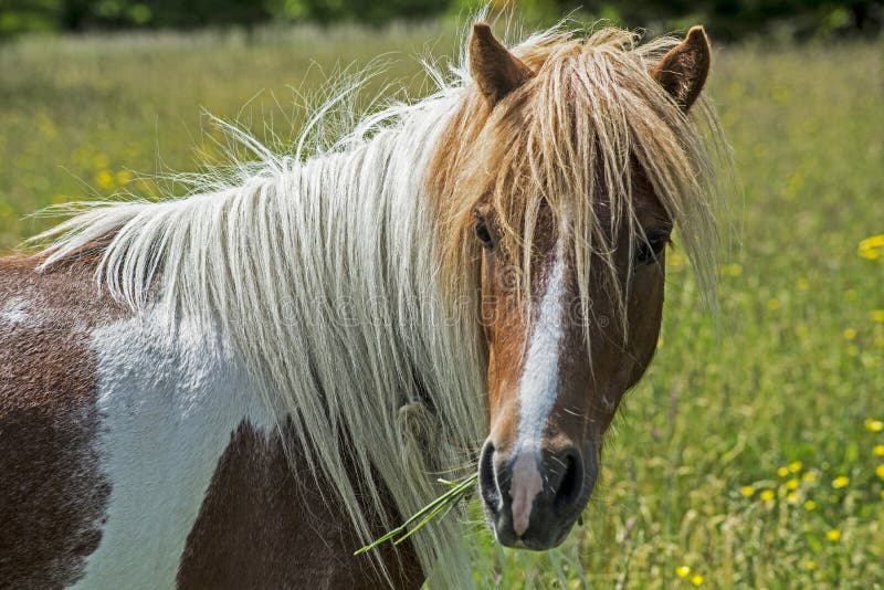 Head shot of a Palomino Shetland Pony with the long mane.