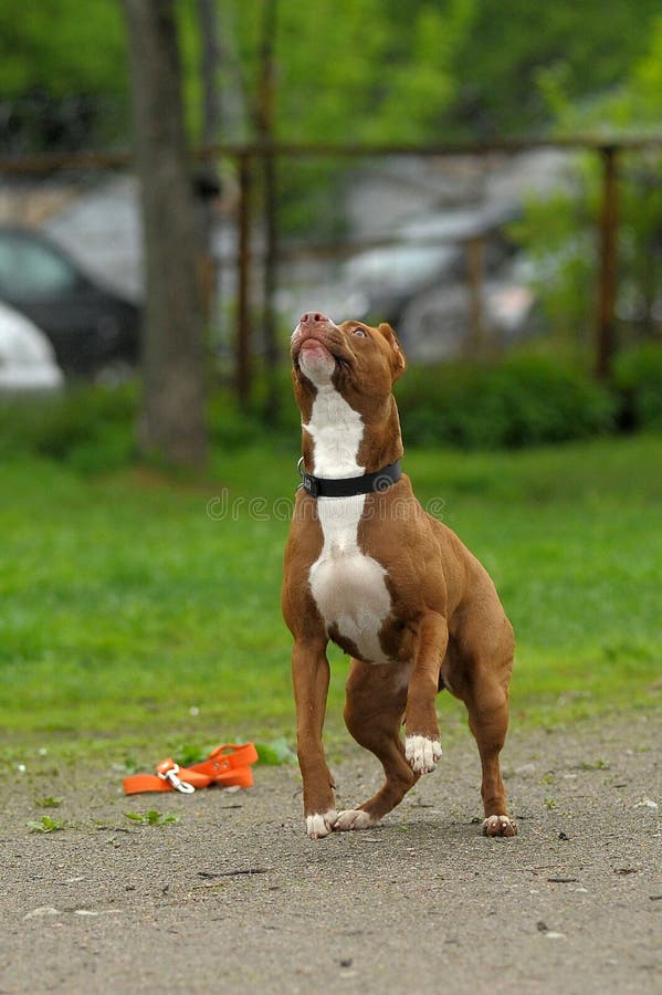 Brown and White Pit Bull Terrier Jumping Stock Photo Image of