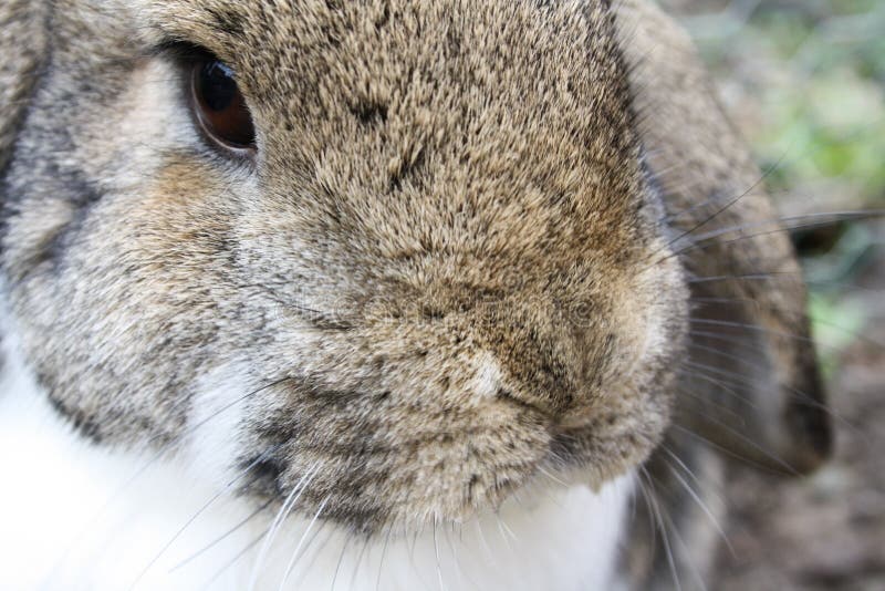 Brown and white rabbit