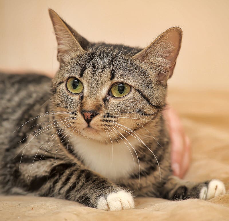 Brown with a White Spot on the Chest Cat Stock Photo Image of breed