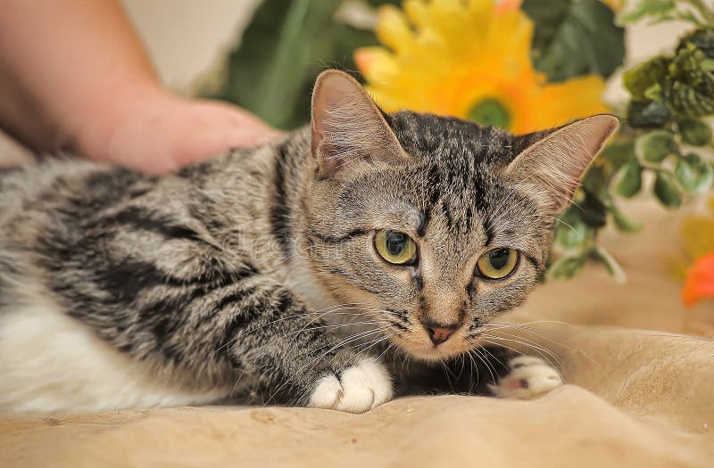 Brown with a White Spot on the Chest Cat Stock Photo Image of looking