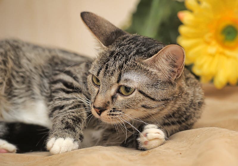 Brown with a White Spot on the Chest Cat Stock Image Image of feline