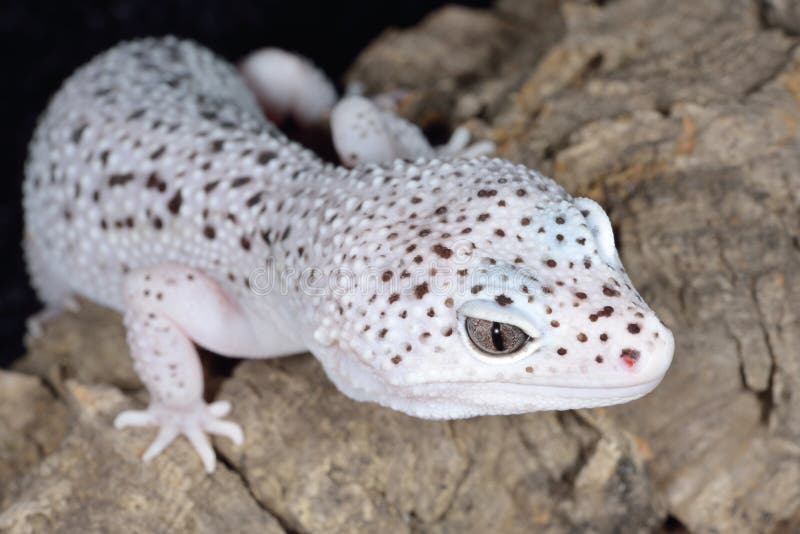 Brown and White Spotted Leopard Gecko