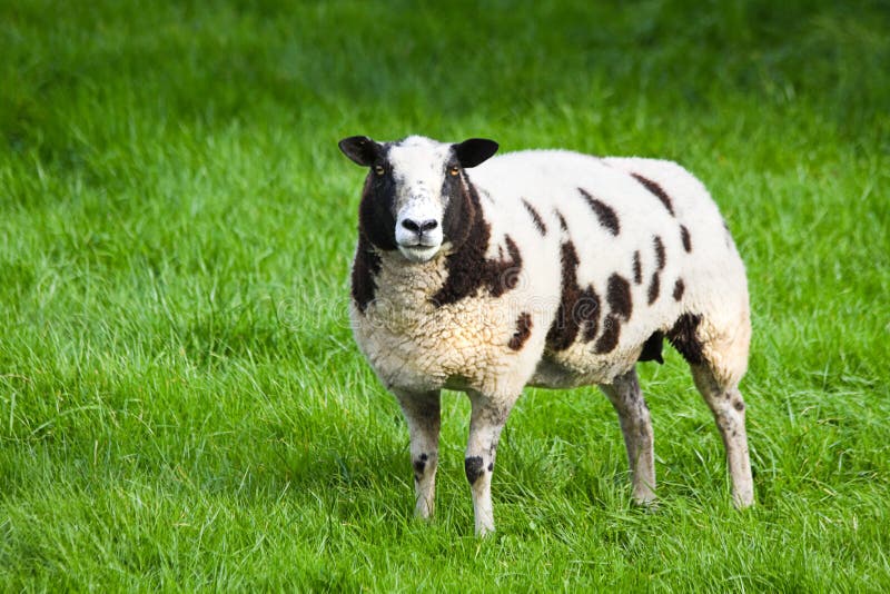 Brown and white spotted sheep