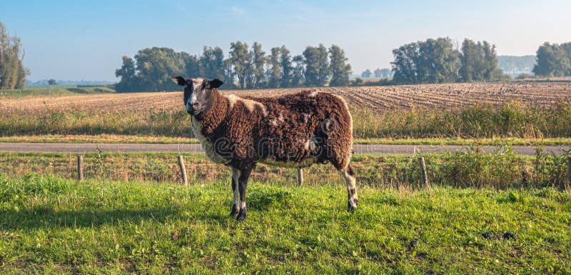 Brown and white spotted sheep alone on top of a Dutch dike