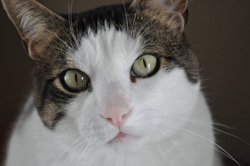 Brown White Tabby Cat Closeup Stock Image - Image of close, white: 13100721