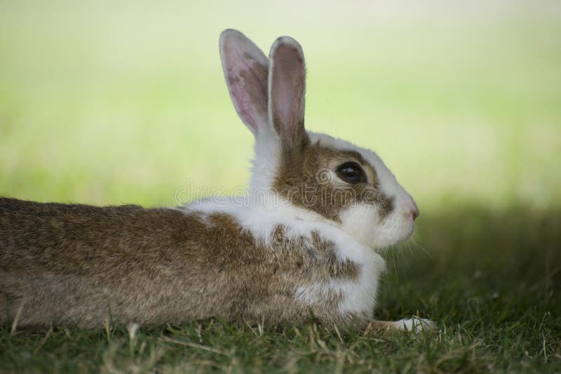 Bunney Stock Photos - Free & Royalty-Free Stock Photos from Bunney Stock Photos - Free & Royalty-Free Stock Photos from