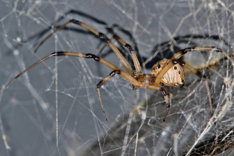 Brown Widow Spider Latrodectus Geometricus In Its Web Stock Photo