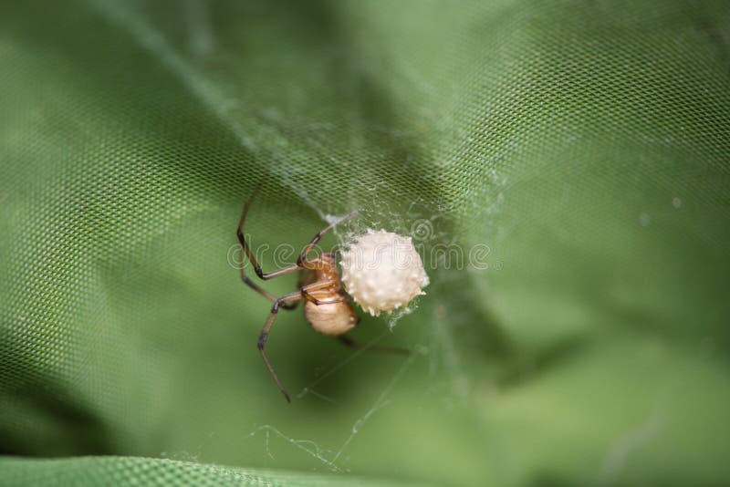 mommy long legs and eggs, i found this spider with her eggs…