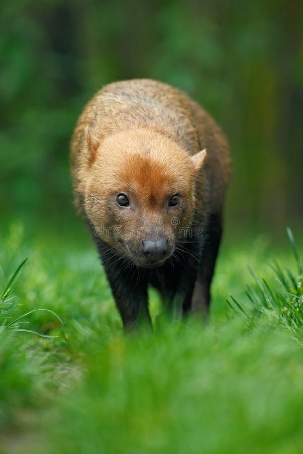 Brown wild Bush Dog, Speothos venaticus, from Peru tropical forest stock images Brown wild Bush Dog, Speothos venaticus, from Peru tropical forest stock images