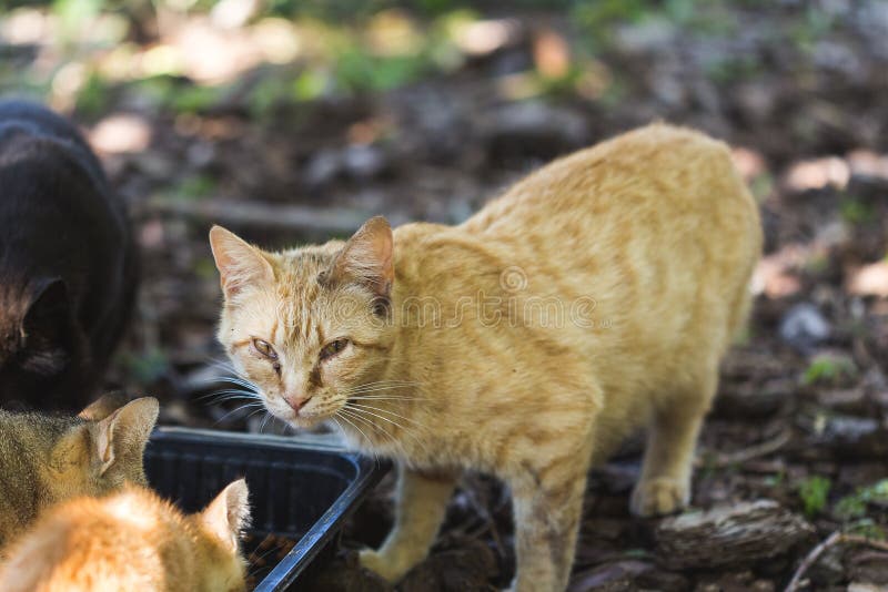 Brown Wild Cat Eating on Black Plastic Shelf on a Forest Landscape