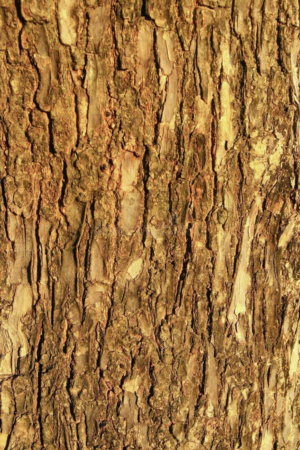 Brown wood bark texture