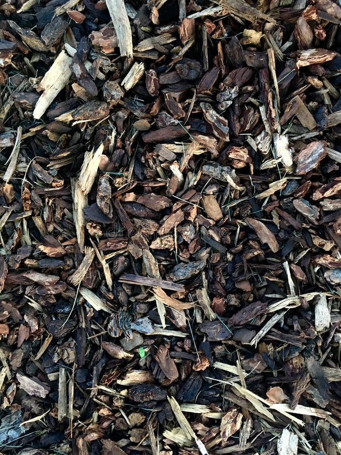 Brown Wood Chips on the Forest Ground Stock Image Image of closeup