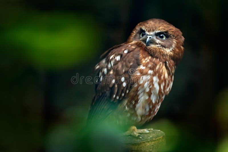 Brown wood owl, Strix leptogrammica, rare bird from Asia. Malaysia beautiful owl in the nature forest habitat. Bird from Malaysia.