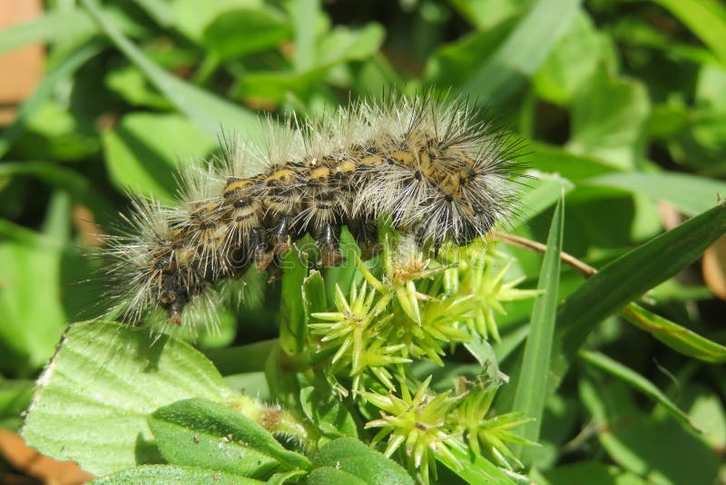 download brown wooly caterpillar download brown wooly caterpillar