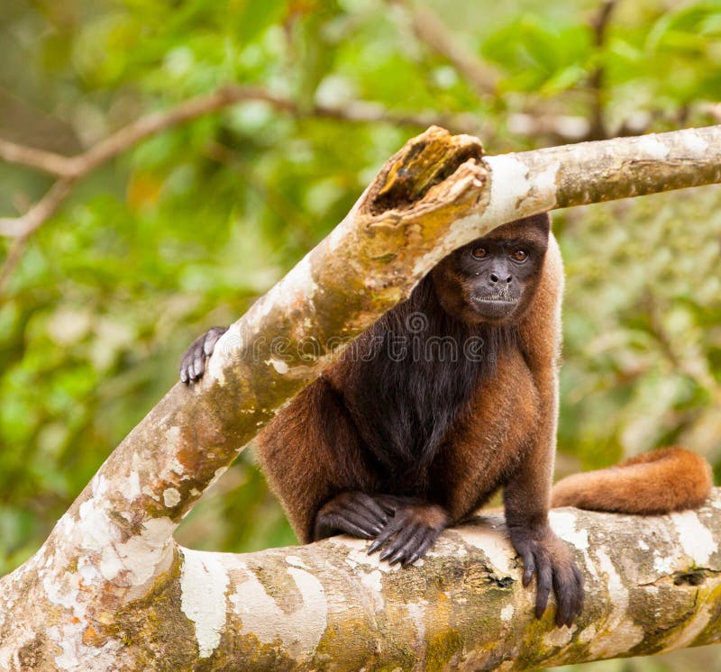 Brown Woolly Monkey