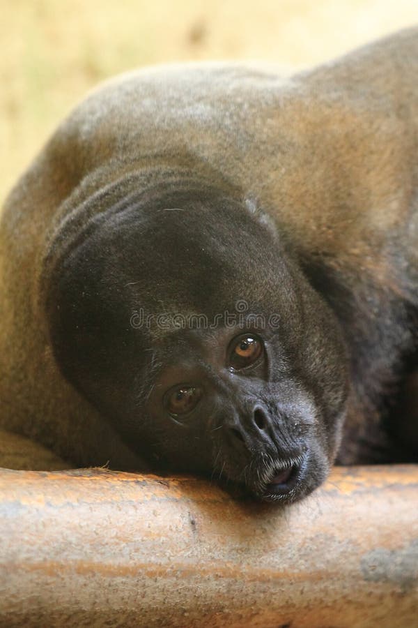 Brown woolly monkey