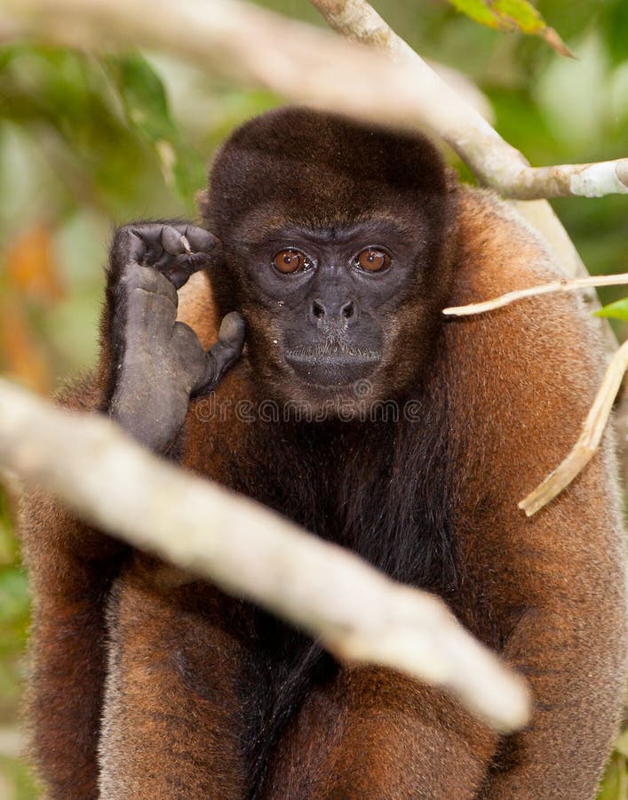 Brown Woolly Monkey portrait