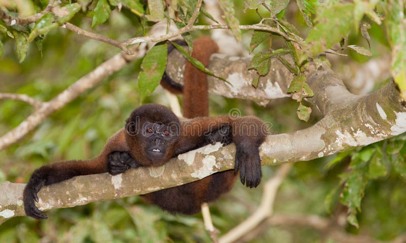 Brown Woolly Monkey on a tree