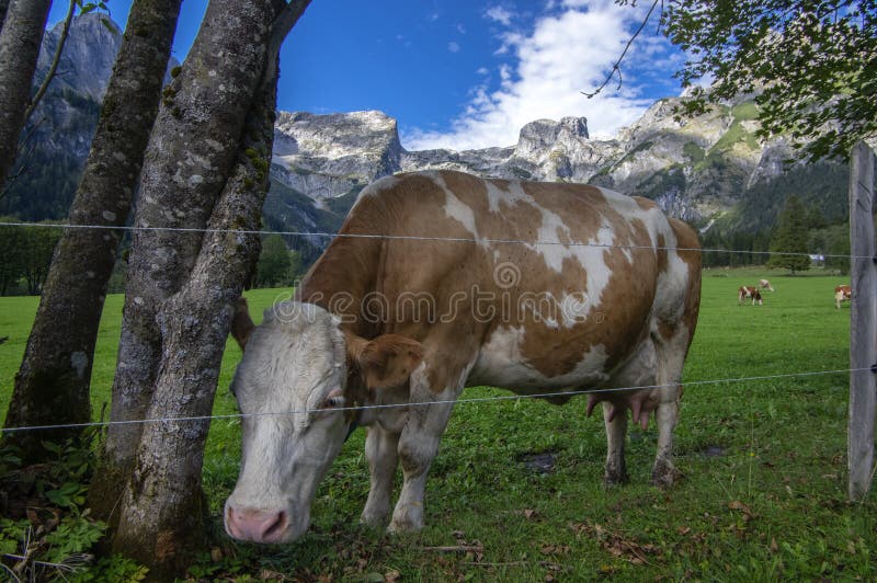 Brown y vacas blancas en pasto, monta?as austr?acas de Verfenveng, paisaje hermoso imagenes de archivo Brown y vacas blancas en pasto, monta?as austr?acas de Verfenveng, paisaje hermoso imagenes de archivo