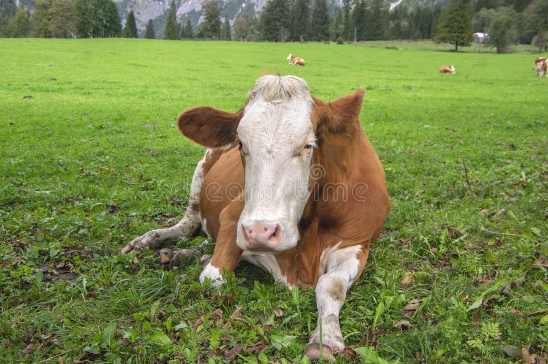 Brown y vacas blancas en pasto, monta?as austr?acas de Verfenveng, paisaje hermoso fotos de archivo libres de regalías Brown y vacas blancas en pasto, monta?as austr?acas de Verfenveng, paisaje hermoso fotos de archivo libres de regalías