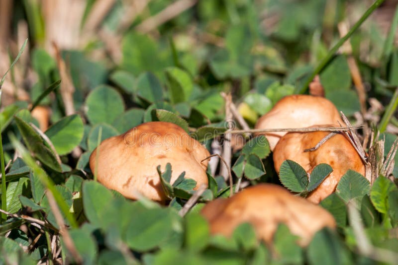 Brown Yard Mushrooms stock image. Image of garden, brown 94989485