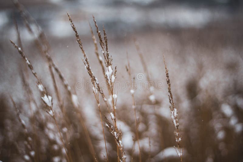 Brown-yellow dry grass covered with white snow close-up. Natural background. Autumn or winter texture