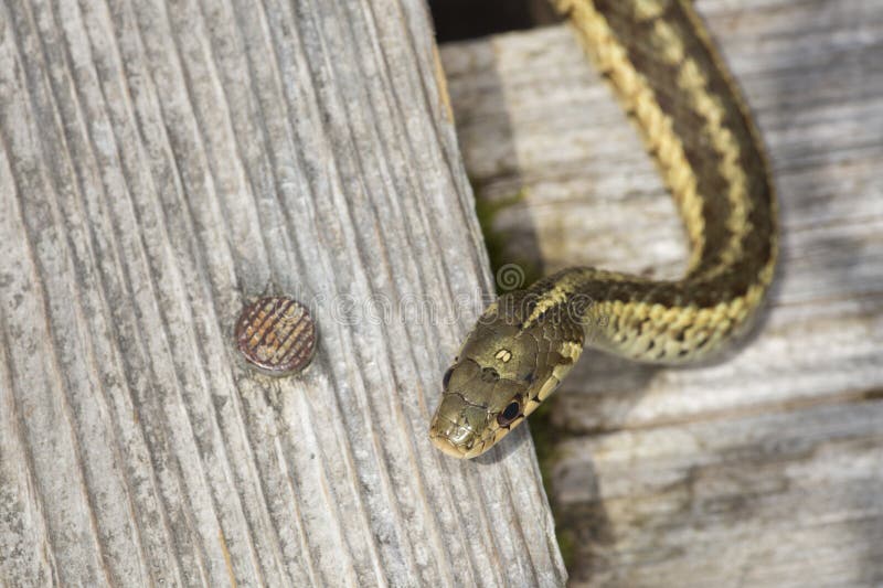 Brown and Yellow Garter Snake in a New Hampshire Bog. Stock Photo