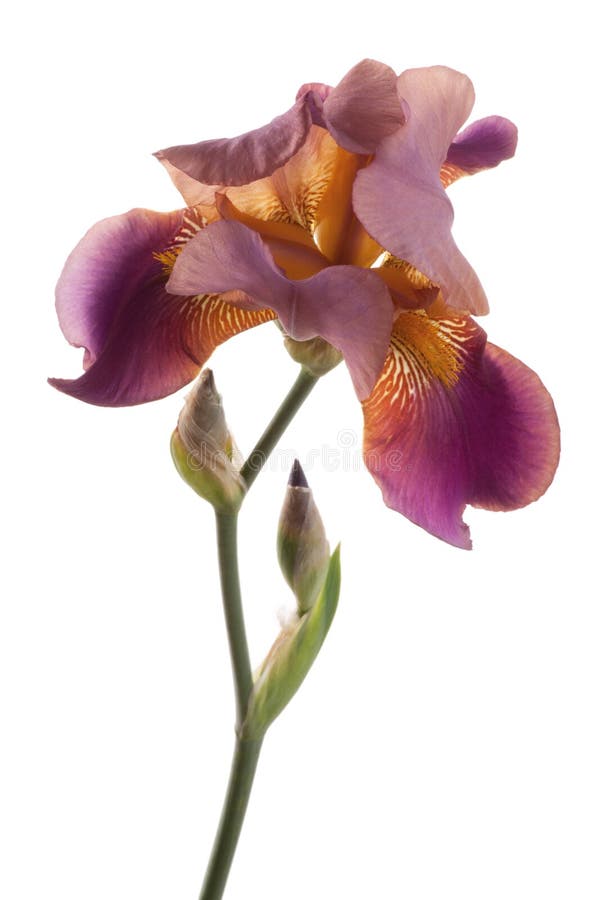 Brown and yellow Iris stock photo. Image of pattern, bloom 22172074