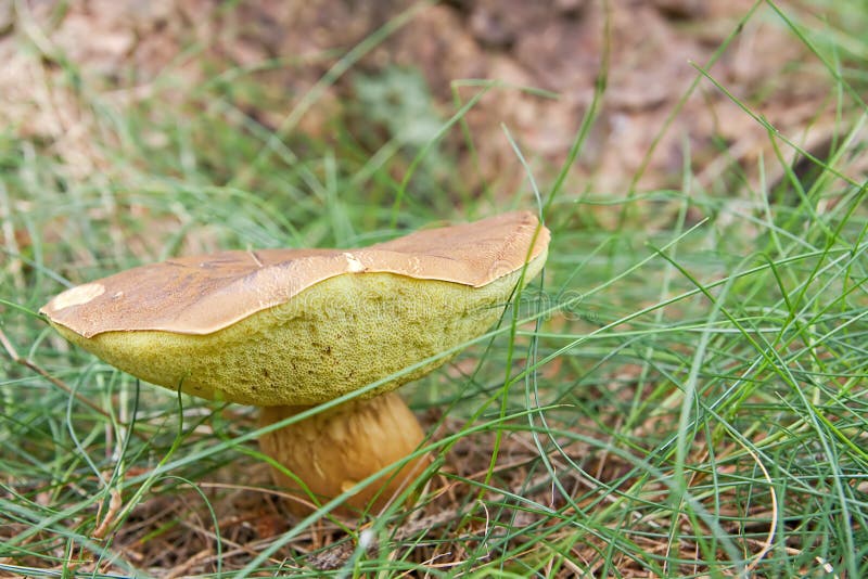 Brownyellow mushroom stock photo. Image of grow, edible 10804244